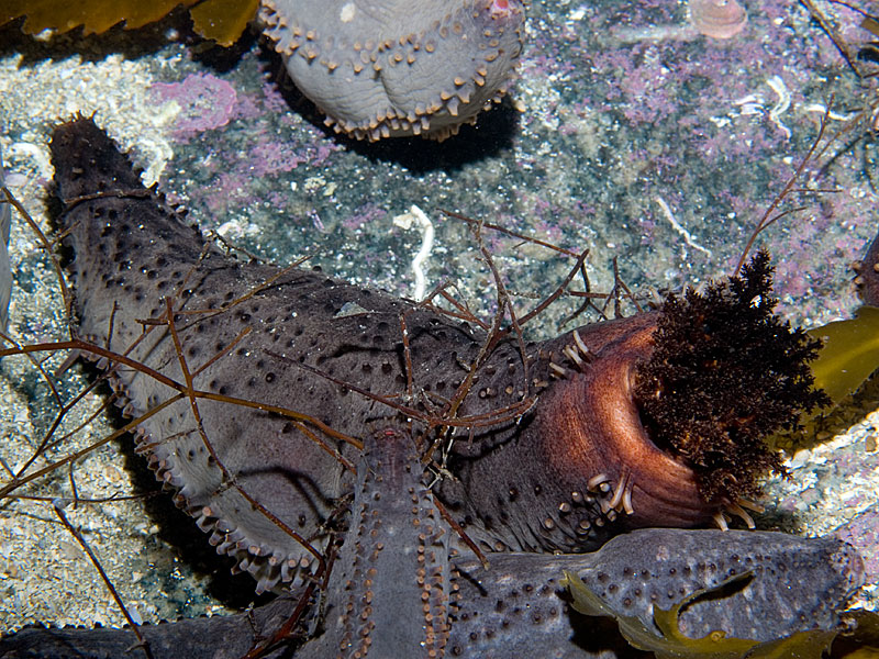 Cucumaria frondosa